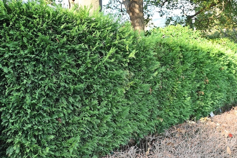 Leyland cypress hedging