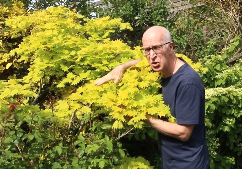Man touching leaves of golden acer tree