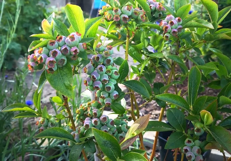 Mature blueberry bush with ripening fruit