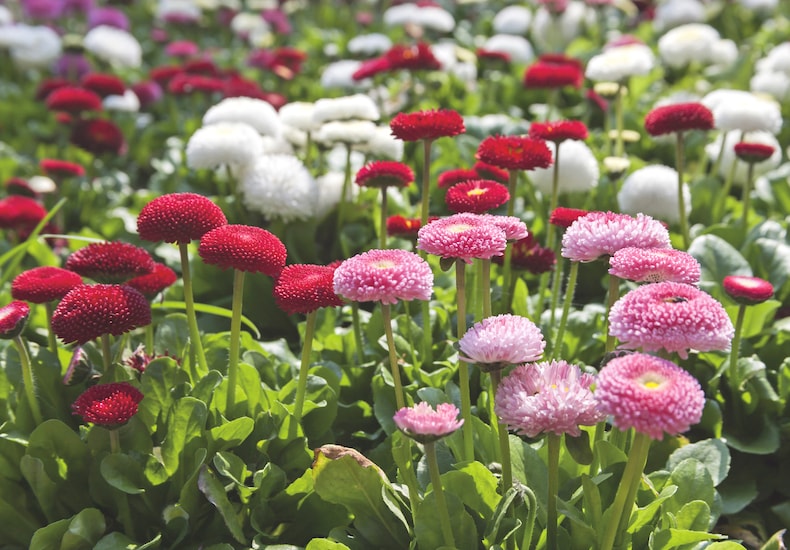 Pink, white and red bellis
