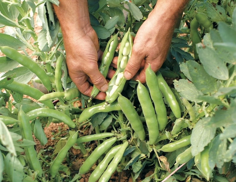 Opening broad bean pod to show beans