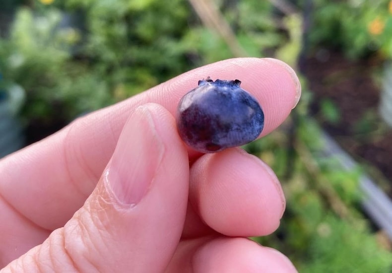 Single hand holding blueberry fruit