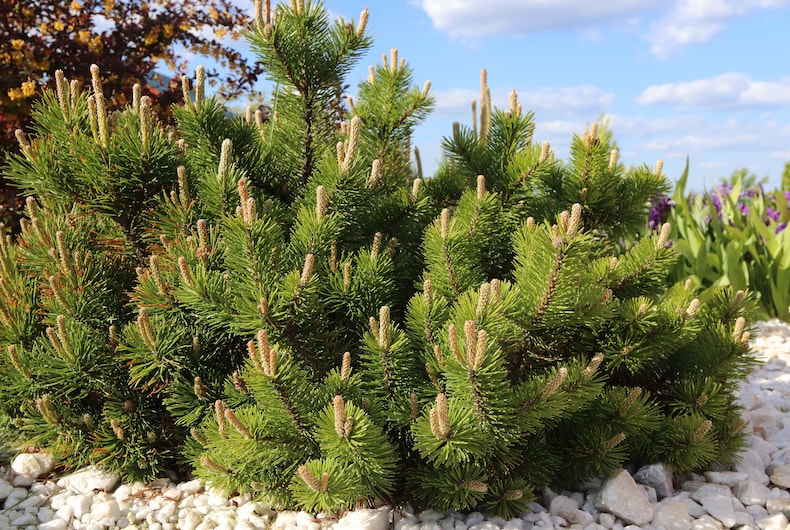Pine tree surrounded by gravel