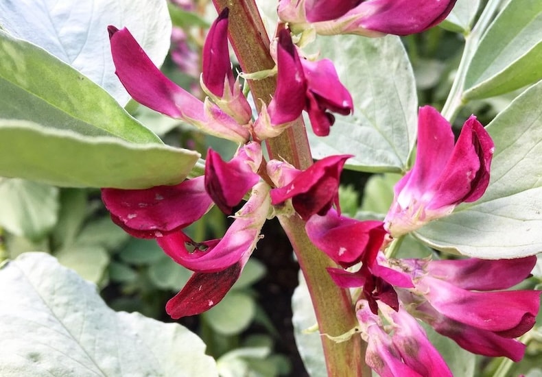 Pink flowers of broad beans
