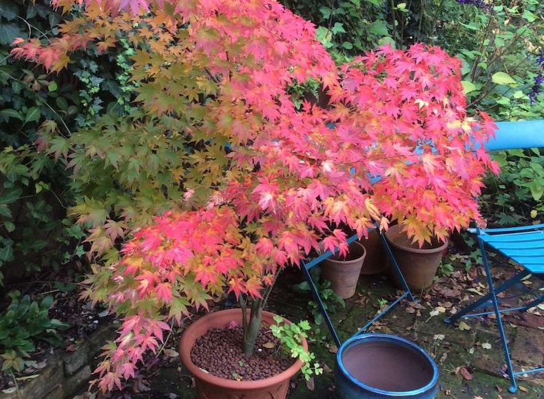 Red acer next to blue chair and plant pot