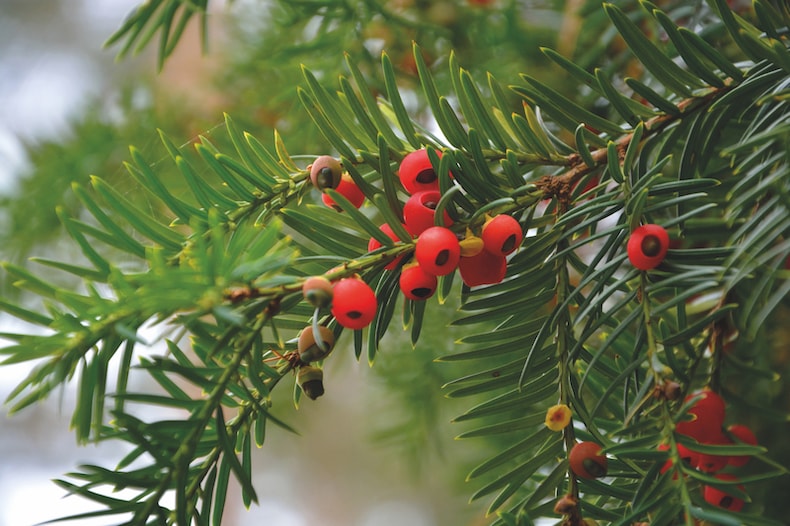 Closeup of red yew berries