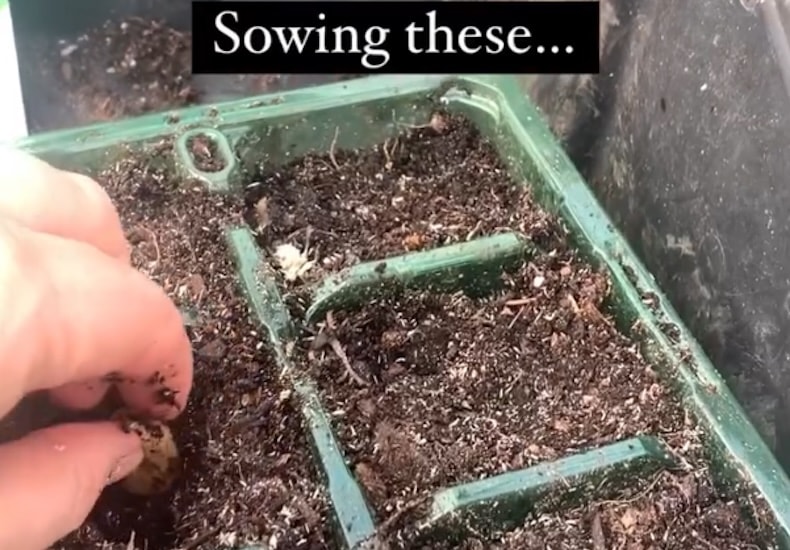 Sowing broad bean seeds in cell tray