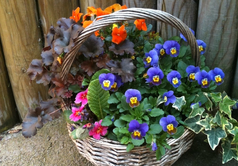 Viola, heuchera and ivy winter basket