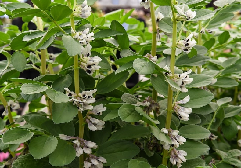 White flower of broad bean plant