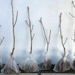 What to do with bare root plants when they arrive