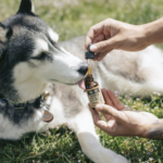 6 Tips To Store And Use The CBD For Dogs