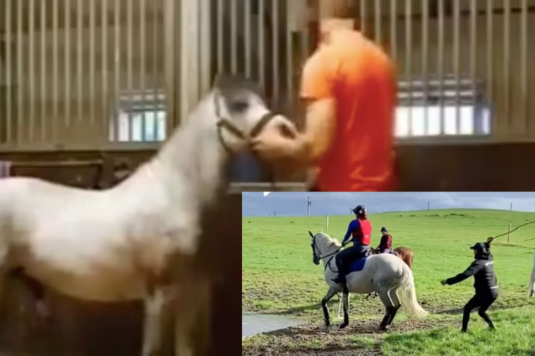 Michael Hanley Horse Video Resurfaced Online, Goes Viral on Twitter, Reddit