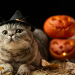 Feline Halloween: Tips for a Safe and Enjoyable Holiday for Cats