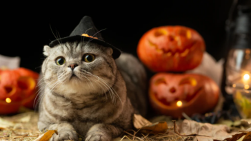 Feline Halloween: Tips for a Safe and Enjoyable Holiday for Cats