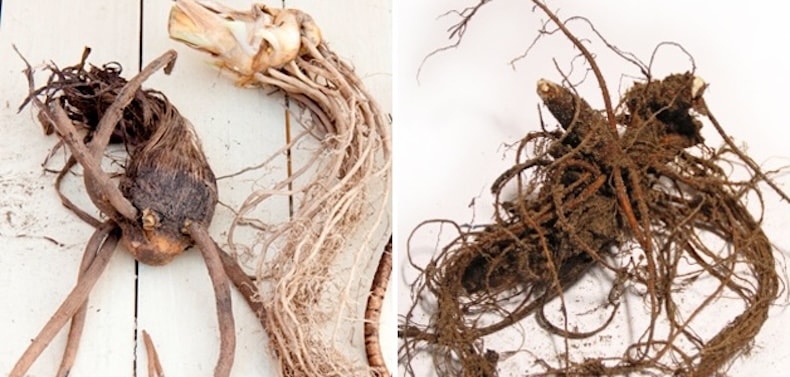 Two different types of bare root plant
