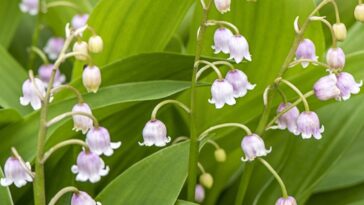 Think Twice Before Growing These 12 Perennials
