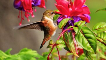 Plant Combination Ideas To Attract Hummingbirds