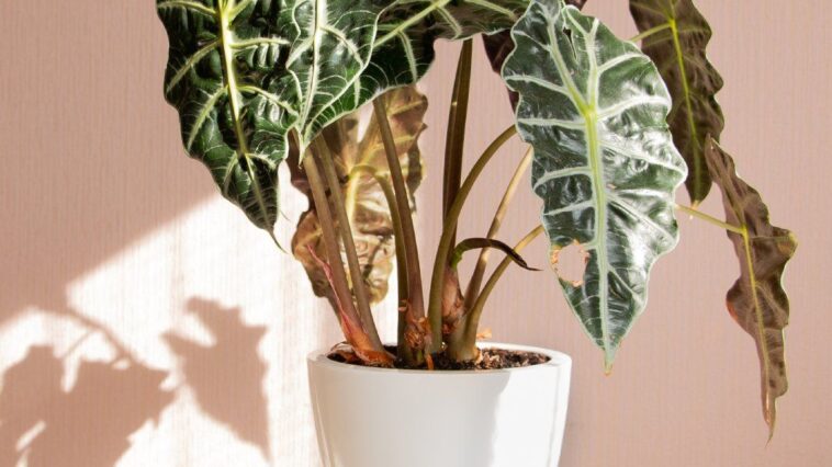 9 Hard-To-Find Houseplants For The Coolest Plant Collection